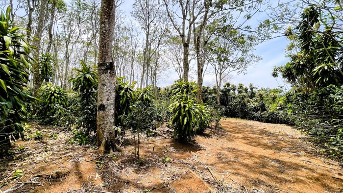 SE VENDE LOTE EN SAN ISIDRO, SAN RAMON in San Ramón, Alajuela — $139,500