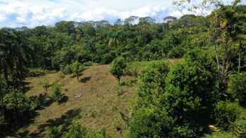 FINCA PRODUCTIVA EN VENTA – PUEBLO NUEVO DE CAJÓN, PÉREZ ZELEDÓN en Cajón, Pérez Zeledón, San José — $240,000 - Foto 4 de 12