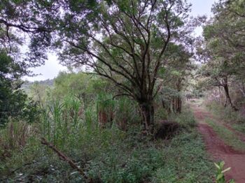 5 exclusivos Lotes de 1 Hectárea cada uno en Piedades Sur, San Ramón de Alajuela, Costa Rica.  en Piedades Sur, San Ramón, Alajuela — 50 000 000 ₡ - Foto 4 de 4