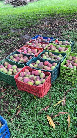 Paraiso de las Frutas, Orotina. en Orotina, Alajuela — ₡ 288 000 000 - Foto 2 de 24