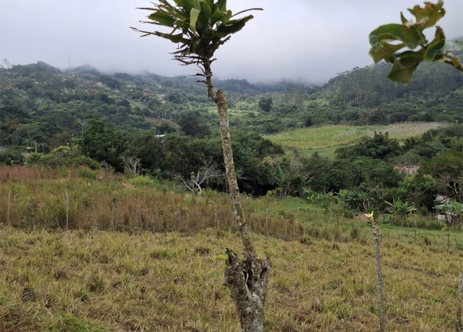 Se vende propiedad de 3.600 m2 in Piedades Norte, San Ramón, Alajuela — ₡ 50 000 000