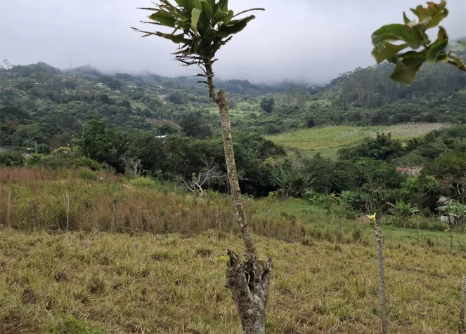 Property for sale of 3,600 m2 in Piedades Norte, San Ramón, Alajuela — ₡ 50 000 000 - Photo 2 of 11