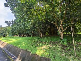 EN VENTA Lote en Condominio Hacienda Los Ceibos Orotina
