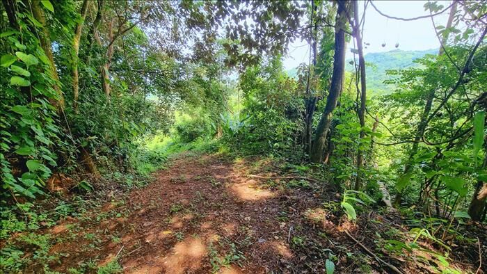 Finca a la venta 7.7 hectareas en San Mateo en San Mateo, Alajuela — $270,000