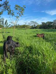 finca en sarapiqui en La Virgen, Sarapiquí, Heredia — 155 000 000 ₡ - Foto 5 de 11