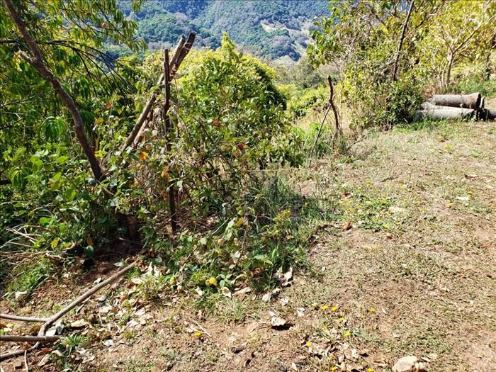 Finca con cabaña en Trinidad de Dota - San José en Santa María, Dota, San José — $250,000