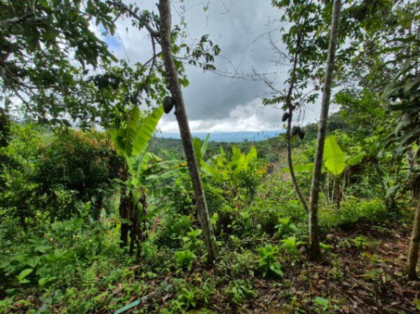 1/2 hectare en La Concepcion Platanares con luz y agua. in Platanares, Pérez Zeledón, San José — $30,000