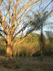 Venta Finca de 20 Ha carretera a Bajamar Orotina en La Ceiba, Orotina, Alajuela — $1,000,000 - Foto 4 de 6
