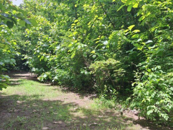 LOTE EN VENTA EN TURRUBARES SAN JOSE in San Pablo, Turrubares, San José — $85,000
