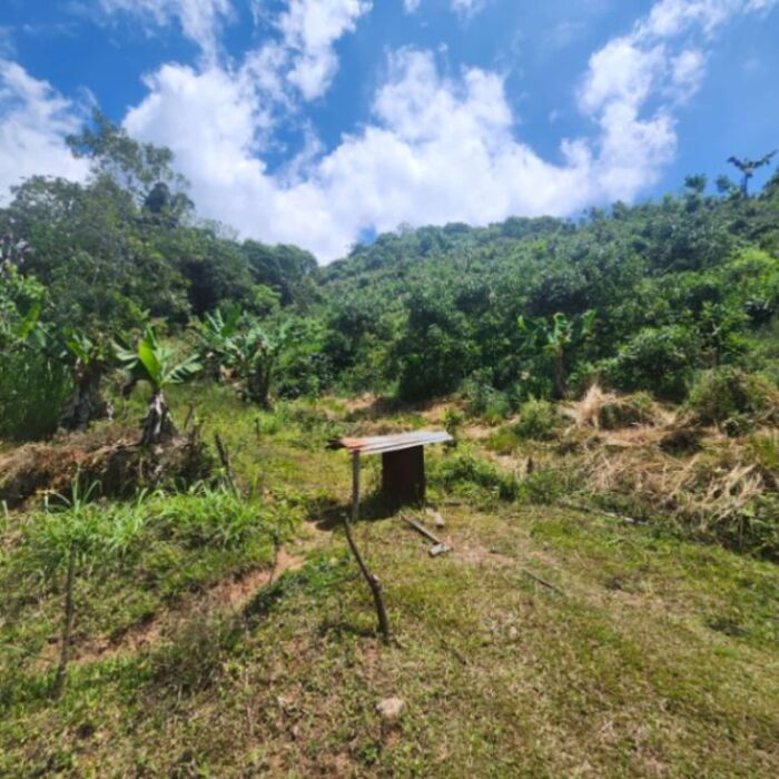 4.8 hectares de aguacate organica con cabina y vista. en Rivas, Pérez Zeledón, San José — $250,000
