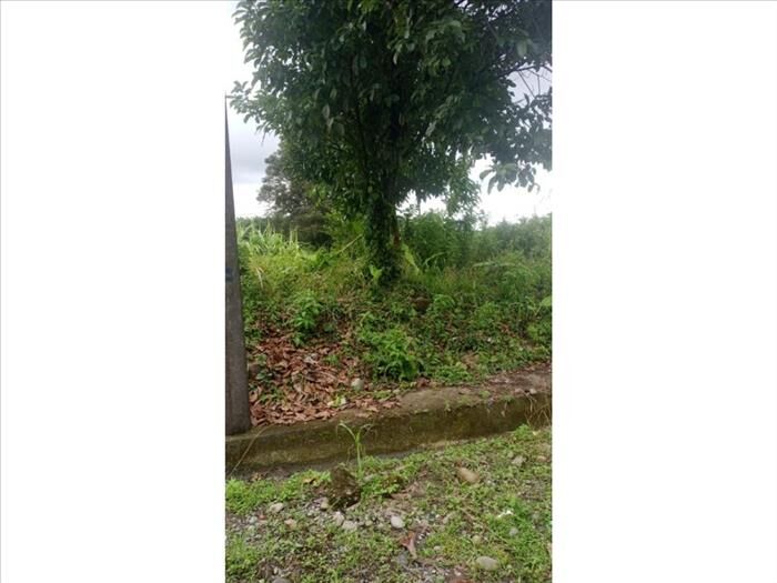 VENTA DE DOS LOTES, LIMÓN, SIQUIRRES, URBANIZACIÓN PUEBLO NUEVO in Siquirres, Limón — ₡ 8 000 000