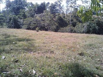 Farm For Sale Pocosol, San Carlos, Alajuela