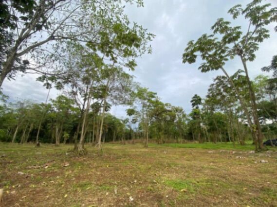 Quintas en la Tigra de San Carlos en La Tigra, San Carlos, Alajuela — ₡ 40 000 000