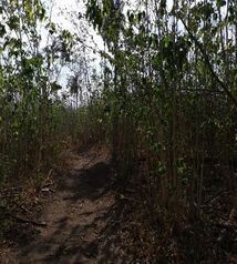 Farm For Sale Liberia, Liberia, Guanacaste