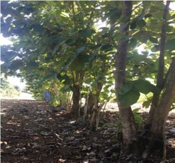 Terreno para Quinta en La Ceiba 7100m2 en La Ceiba, Orotina, Alajuela — $215,000 - Foto 3 de 6