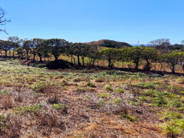 🌄 Lote en venta con vista espectacular – Tajo Alto, Miramar 🌄 in Miramar, Montes De Oro, Puntarenas — ₡ 20 000 000