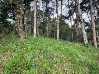 Sale farm in Cartago, Lourdes, 5 ha, with wood - Photo 2 of 3