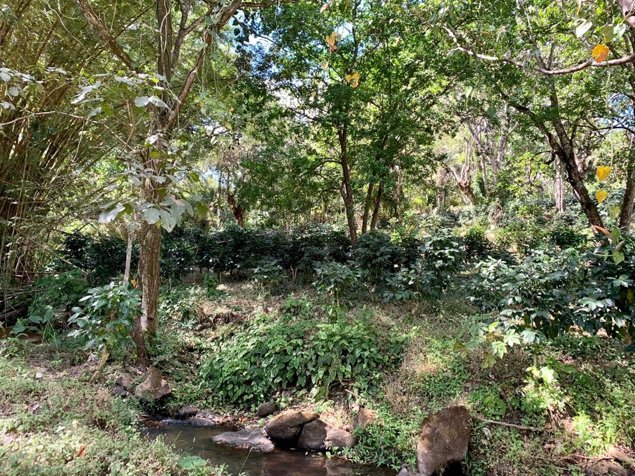VENTA DE LOTE, ALAJUELA, ATENAS, SANTA EULALIA, CALLE VAINILLA en Atenas, Alajuela — $99,740