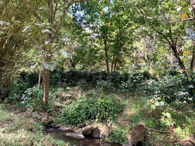 VENTA DE LOTE, ALAJUELA, ATENAS, SANTA EULALIA, CALLE VAINILLA in Atenas, Alajuela — $99,740 - Photo 3 of 10