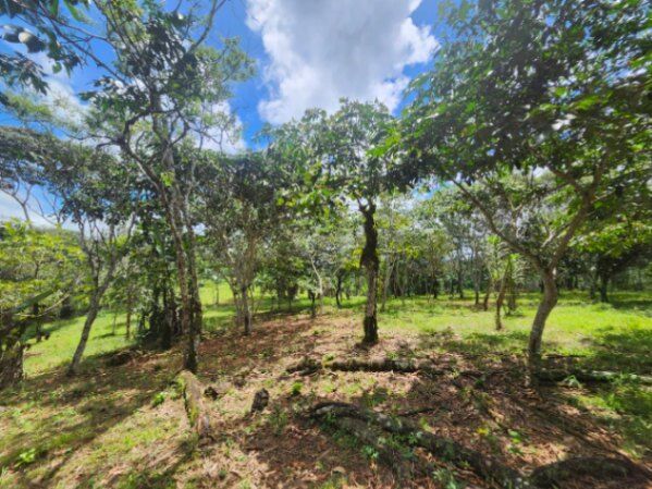 3.6 hectares muy plano y privado en Quizarra, Perez Zeledon. en Cajón, Pérez Zeledón, San José — $155,000
