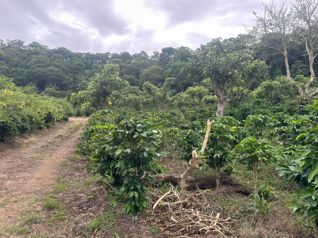 Venta - Finca la Cancha (70,000 m2) - San Luis, Santo Domingo in Santo Domingo, Heredia — $5,100,000 - Photo 2 of 23