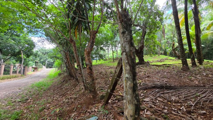 Lote con Quebrada y Bosque Natural en San Mateo | 2.506 m² in Labrador, San Mateo, Alajuela — $100,000 - Photo 2 of 37