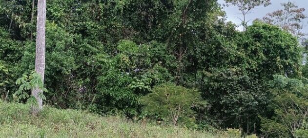 ¿Quieres vivir rodeado de naturaleza y con todas las comodidades al alcance?  in San Isidro De El General, Pérez Zeledón, San José — ₡ 59 000 000