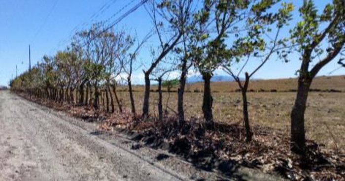 TERRENO PARA DESARROLLO EN REMATE BANCARIO CON EXCELENTE UBICACIÓN en Garita, Alajuela — $142,855 - Foto 3 de 5