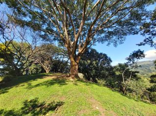 SE VENDE LOTE EN SAN MATEO CALLE LA LIBERTAD in Desmonte, San Mateo, Alajuela — 87 000 000 ₡ - Photo 2 of 24