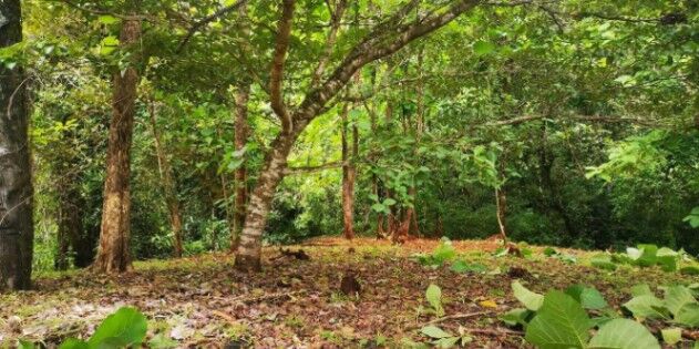 Venta de Lote en Hojancha-Puerto Carrillo, Guanacaste. RAH 26-996 PRECIO REBAJADO en Puerto Carrillo, Hojancha, Guanacaste — ₡ 52 000 000