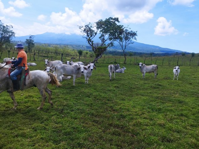 Se Vende (Venta) Finca Producción, Dos Ríos Upala  Cod FU 1369 in Upala, Alajuela — $6,776,000 - Photo 2 of 36