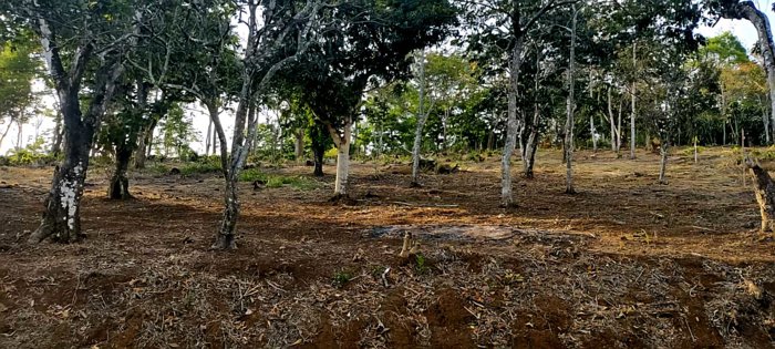Hermosa Quinta Junto al Río en San Ramón, Alajuela — ₡ 55 000 000