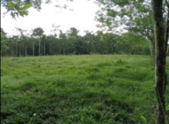 Se Vende finca lechera, con canchera son 28 manzanas.  in La Fortuna, San Carlos, Alajuela — 168 000 000 ₡ - Photo 4 of 8