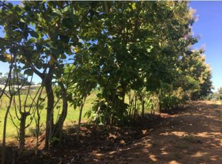 Terreno para Quinta en La Ceiba 7100m2 en La Ceiba, Orotina, Alajuela — $215,000 - Foto 4 de 6