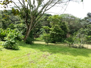 SE VENDE TERRENO EN QUEBRADA GANADO, PUNTARENAS en Jacó, Garabito, Puntarenas — $140,000 - Foto 2 de 16