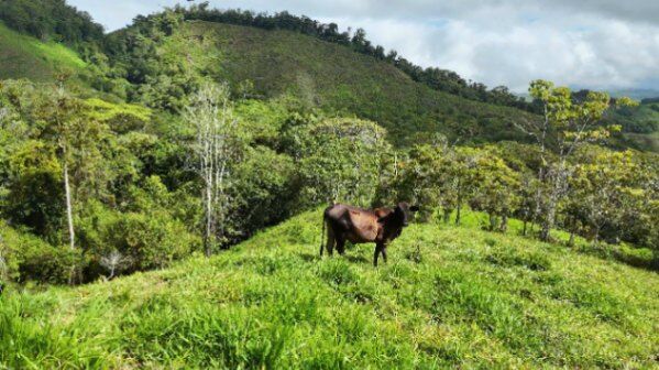SE VENDE FINCA CON AGUA PROPIA Y VISTAS ESPECTACULARES DE INVERSION en San Isidro De El General, Pérez Zeledón, San José — $478,000