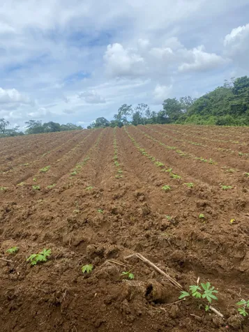 Titled 4-hectare lot in La Rita, Pococí – Iztarú for sale in Guápiles, Pococí, Limón — ₡ 40 000 000 - Photo 3 of 3