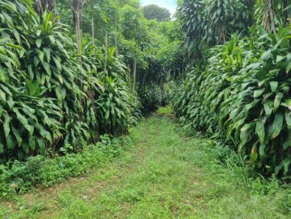 MLS-26-117 LS VENTA FINCA PALMARES ALAJUELA en La Granja, Palmares, Alajuela — $2,000,000