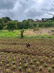 Terreno Exclusivoen San Juan de Grecia en San Juan, Naranjo, Alajuela — 50 000 000 ₡ - Foto 4 de 4