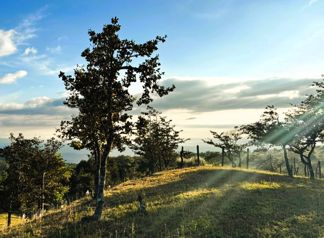 Venta de Lote con Hermosas Vistas in Piedades Sur, San Ramón, Alajuela — 22 500 000 ₡ - Photo 4 of 7