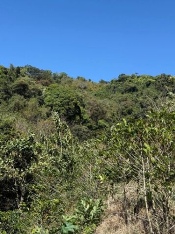 SE VENDE FINCA DE CAFÉ DE ALTURA.  en Desamparados, San José — $1,050,000