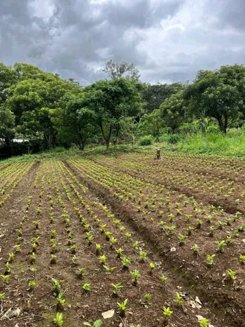Terreno Exclusivoen San Juan de Grecia en San Juan, Naranjo, Alajuela — ₡ 50 000 000 - Foto 3 de 4