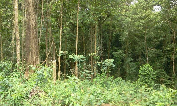 Se vende lote con bosque en zona de desarrollo turístico y senderísmo en Guápiles, Pococí, Limón — ₡ 11 000 000 - Foto 3 de 12