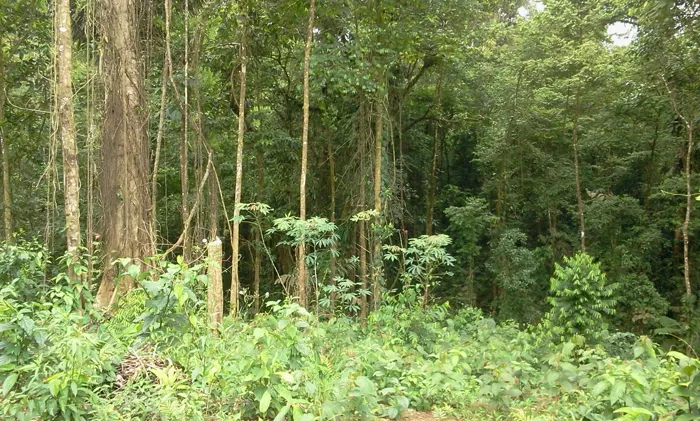 Lot for sale with forest in a tourism and hiking development area in Guápiles, Pococí, Limón — ₡ 11 000 000 - Photo 3 of 12
