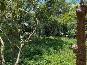  Lote con mucho potencial, uso de suelo Residencial y agricola EN VENTA RAH/OFI  in Atenas, Alajuela — $68,000