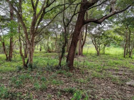 MLS-25-216 LS VENTA FINCA LIBERIA GUANACASTE CONTACTENOS AL # 86127562 in Liberia, Guanacaste — ₡ 60 000 000 - Photo 3 of 7