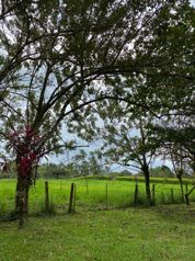 finca en sarapiqui en La Virgen, Sarapiquí, Heredia — 155 000 000 ₡ - Foto 4 de 11