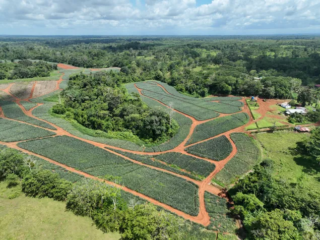 Finca de 67 hectáreas con producción de piña en Los Lirios, Alajuela en San Jorge, Los Chiles, Alajuela — $1,300,000 - Foto 2 de 8