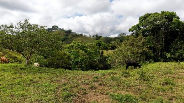 VENTA DE FINCA DE 4.9 HA EN ALTO ESPERANZAS, PEREZ ZELEDON: PRIVACIDAD Y ARBOLES FRUTALES in San Pedro, Pérez Zeledón, San José — $199,900