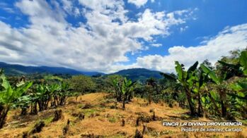 🌿 ¡Paraíso Natural en Pejibaye! Finca Espectacular con casa y vistas únicas. in Pejibaye, Jiménez, Cartago — 125 000 000 ₡ - Photo 4 of 13